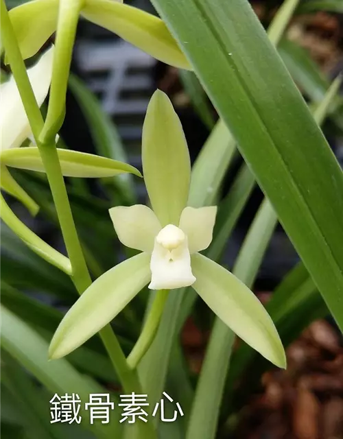 Cymbidium ensifolium var. susin'tie gu su sin