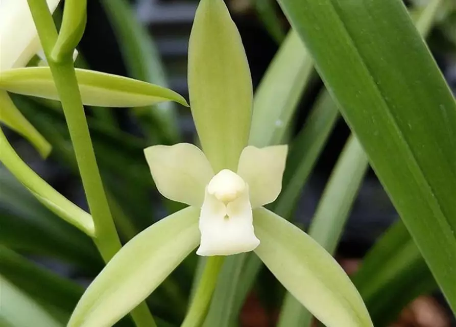 Cymbidium ensifolium var. susin'tie gu su sin