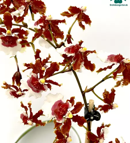 Oncidium Jairak Fragrance lang