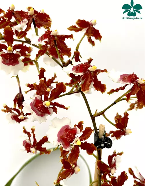 Oncidium Jairak Fragrance lang