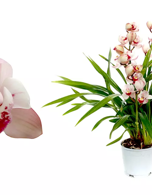 Cymbidium Wild Pink