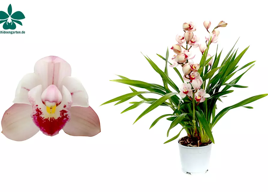 Cymbidium Wild Pink