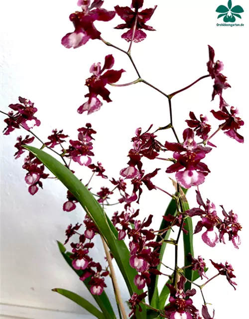 Oncidium Jairak Fragrance lang