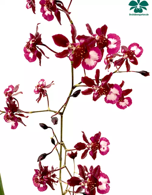 Oncidium Jairak Fragrance lang