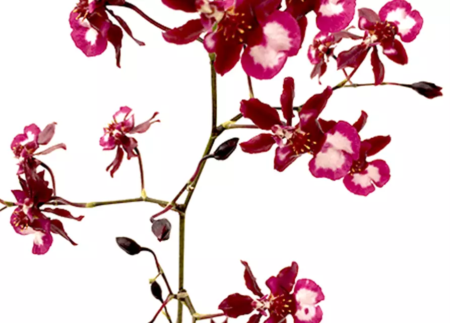 Oncidium Jairak Fragrance lang