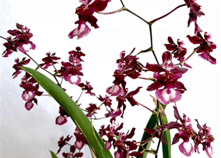 Oncidium Jairak Fragrance lang