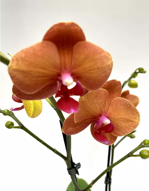 Phalaenopsis Surfsong