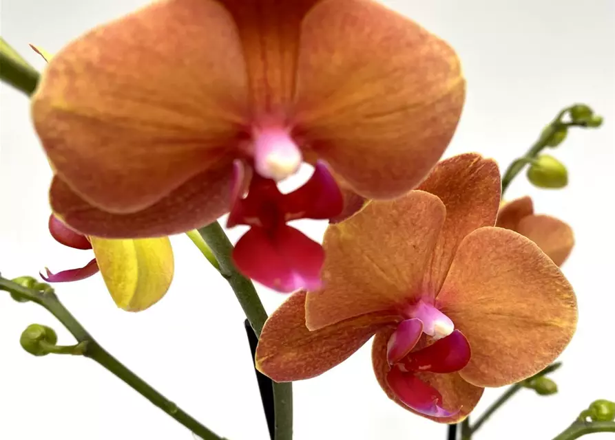 Phalaenopsis Surfsong