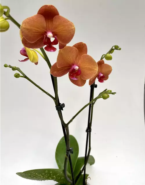 Phalaenopsis Surfsong