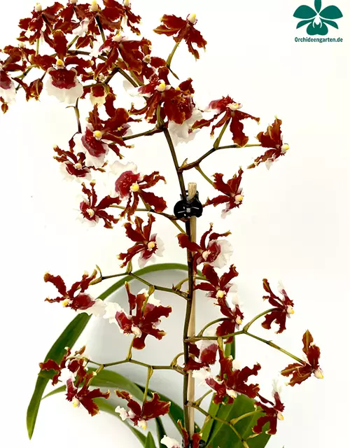 Oncidium Jairak Fragrance lang