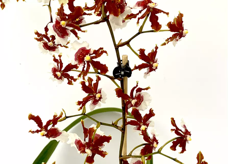 Oncidium Jairak Fragrance lang