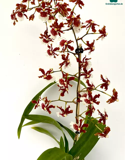 Oncidium Jairak Fragrance lang