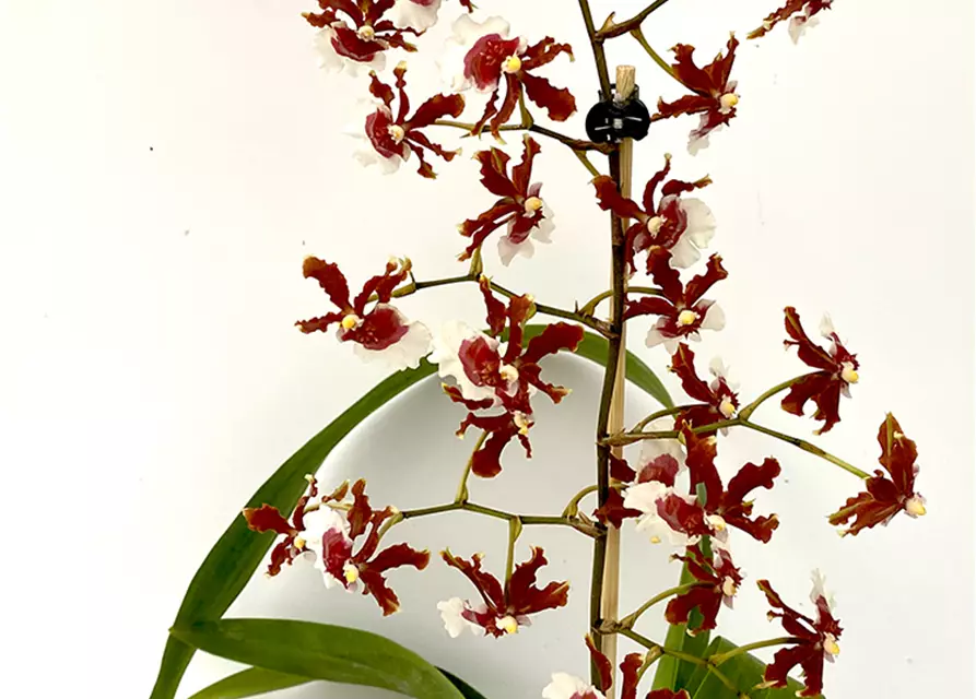 Oncidium Jairak Fragrance lang