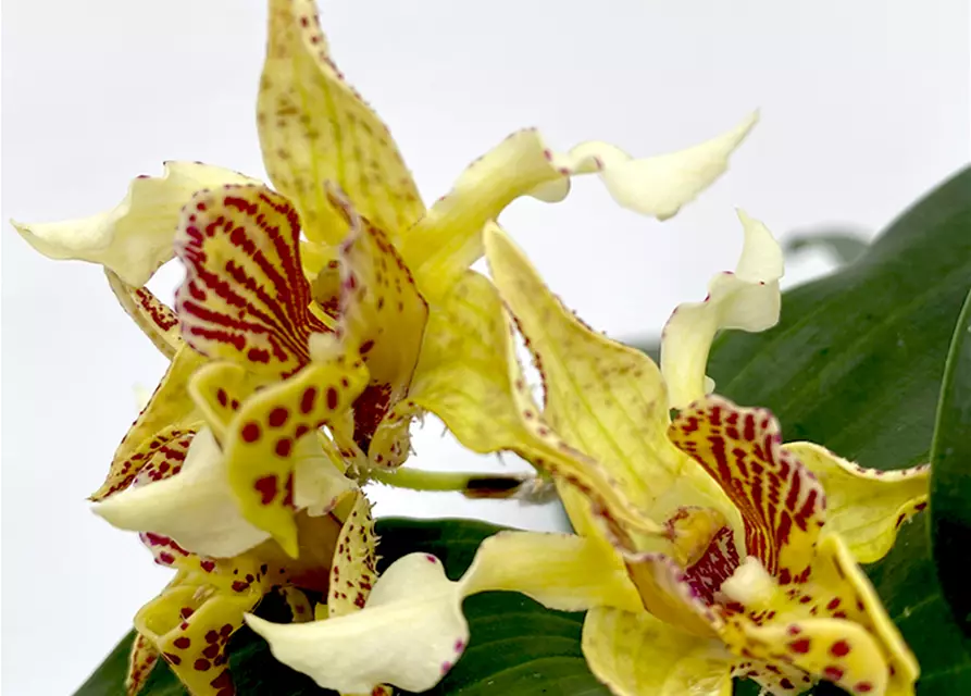 Dendrobium Stubbly Dinosaur