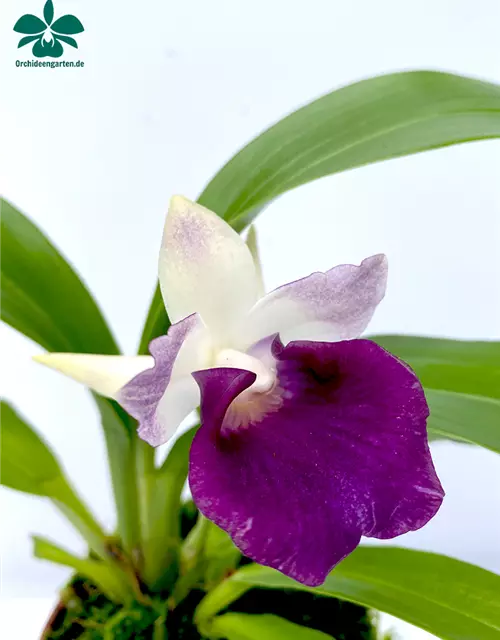 Cochleanthes Hybride lila weiß