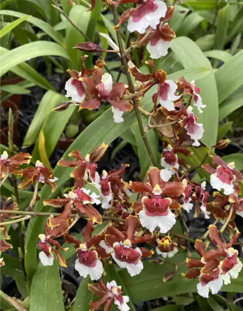 Oncidium Jairak Fragrance lang