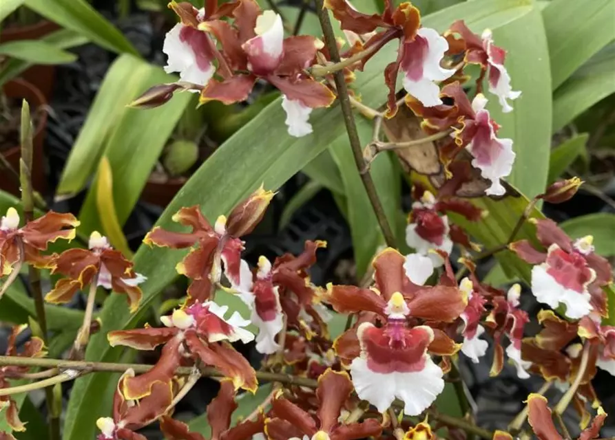 Oncidium Jairak Fragrance lang