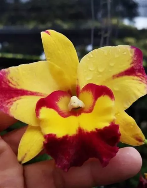 Rlc. Shan Ding Beauty