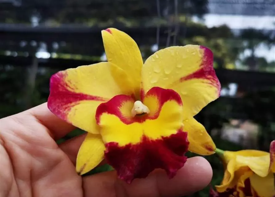 Rlc. Shan Ding Beauty