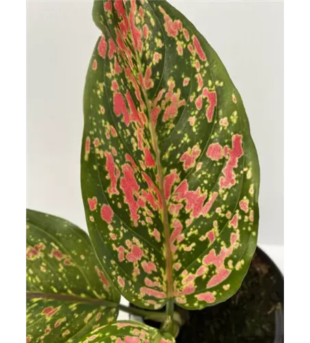 Aglaonema Venus