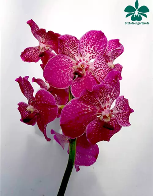 Vanda Hybride Pink