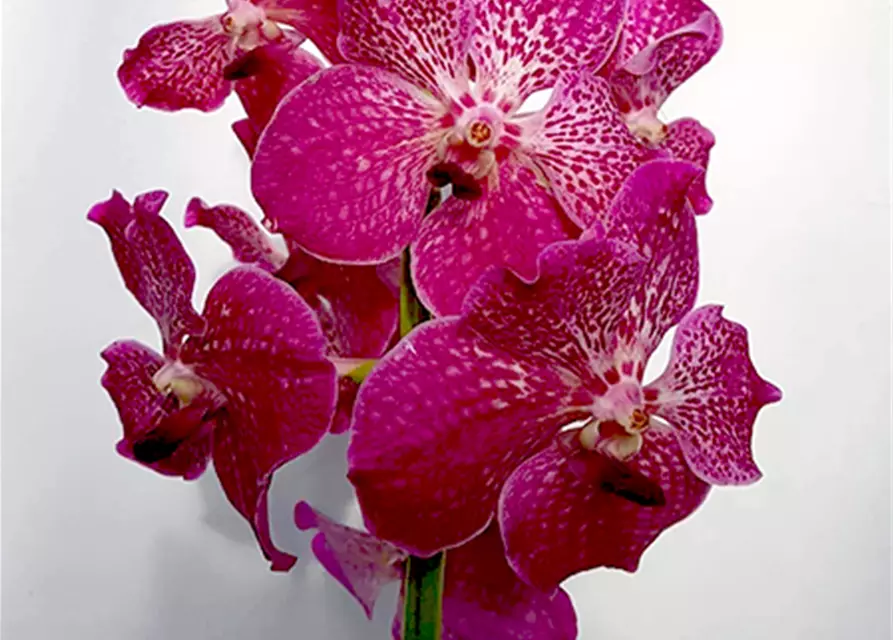 Vanda Hybride Pink