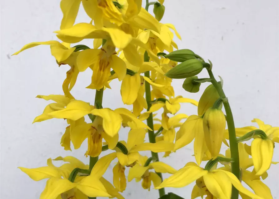 Calanthe sieboldii