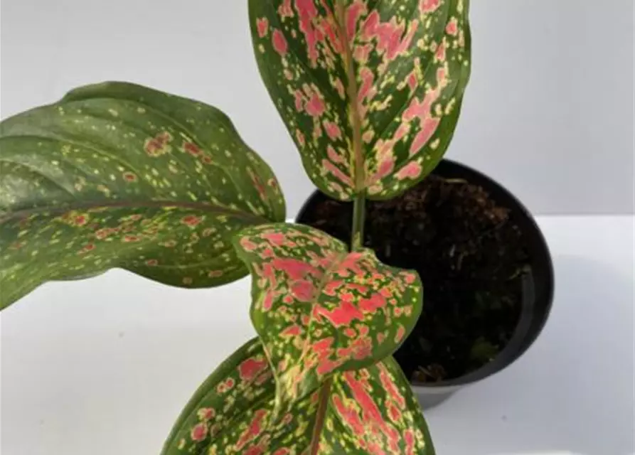 Aglaonema Venus