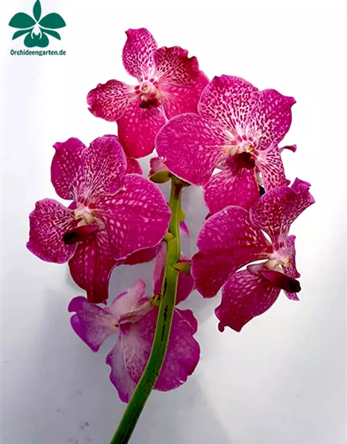 Vanda Hybride Pink