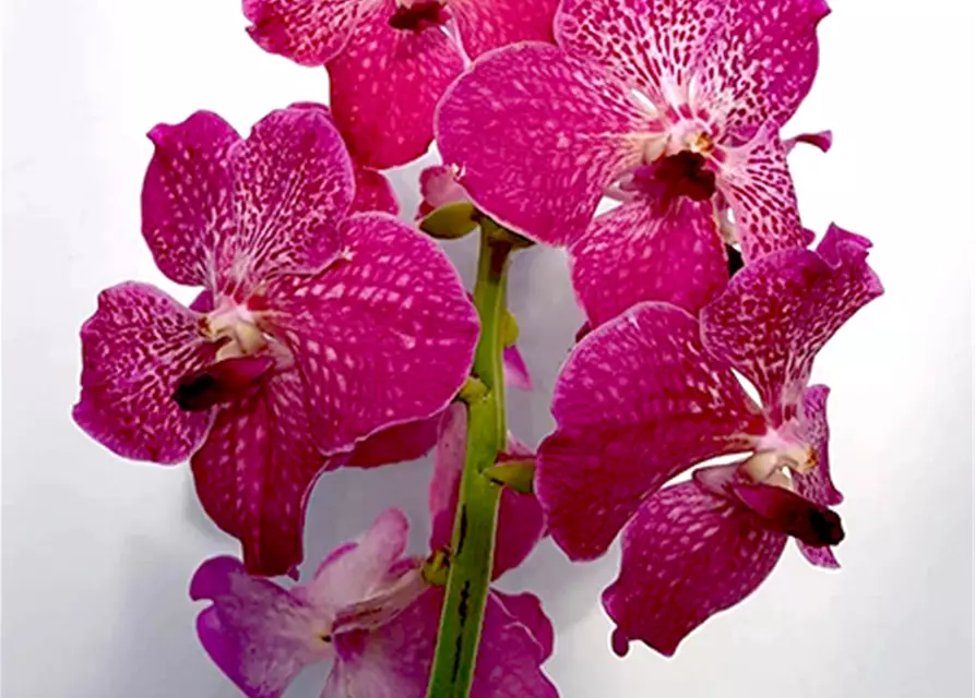 Vanda Hybride Pink