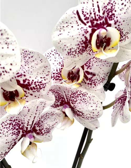 Phalaenopsis Dutch Beauty