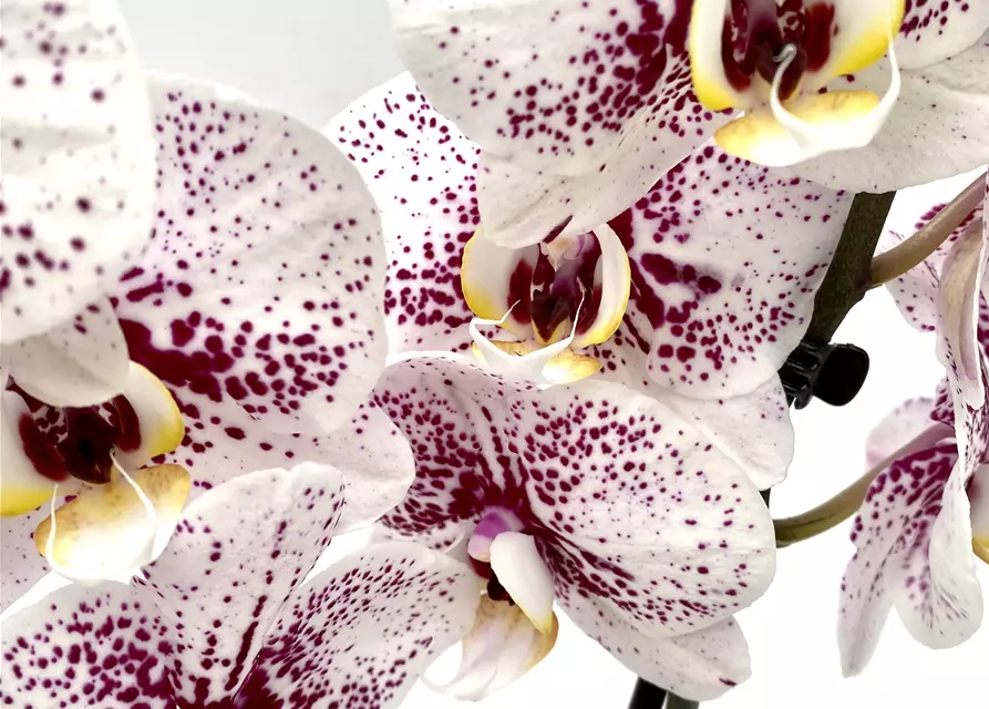 Phalaenopsis Dutch Beauty