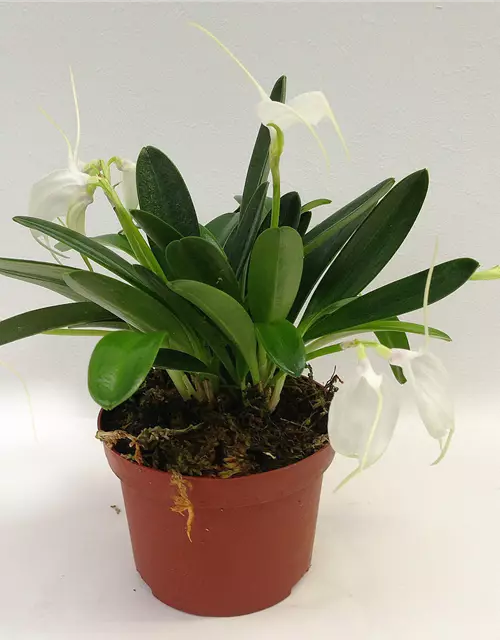 Masdevallia tovarienses