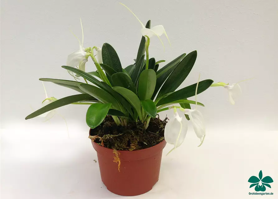 Masdevallia tovarienses