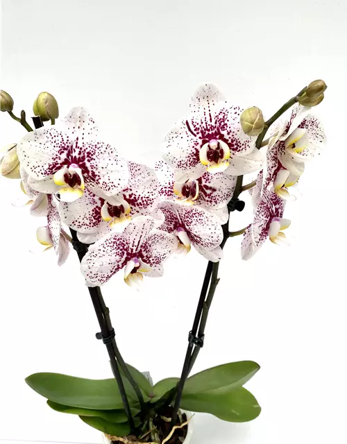 Phalaenopsis Dutch Beauty