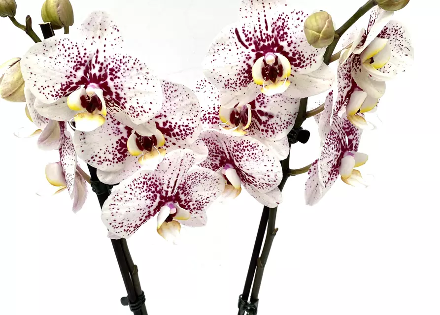 Phalaenopsis Dutch Beauty