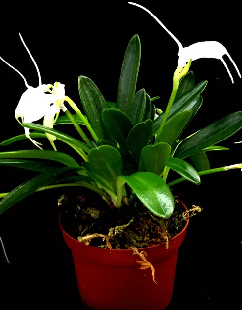 Masdevallia tovarienses