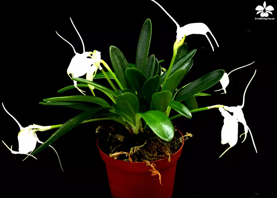 Masdevallia tovarienses