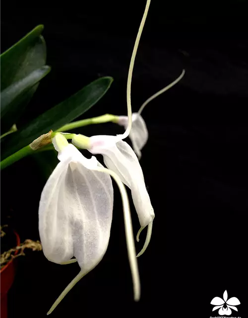 Masdevallia tovarienses