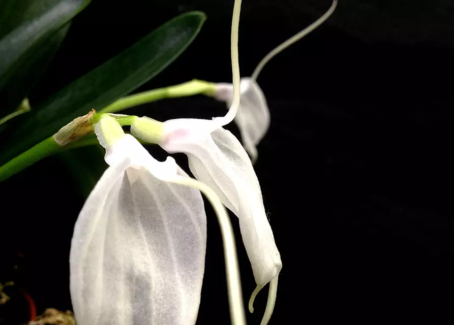 Masdevallia tovarienses