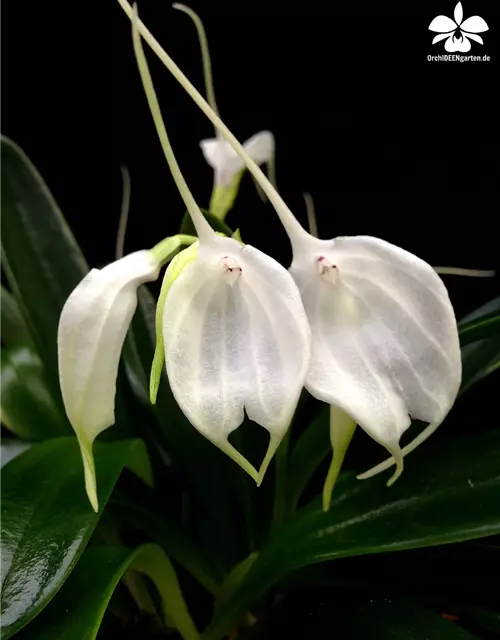 Masdevallia tovarienses