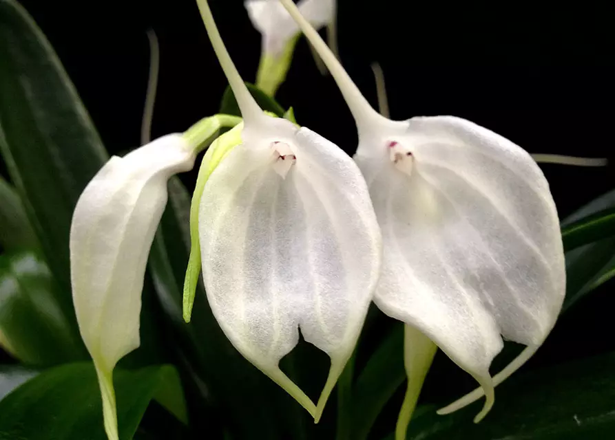 Masdevallia tovarienses