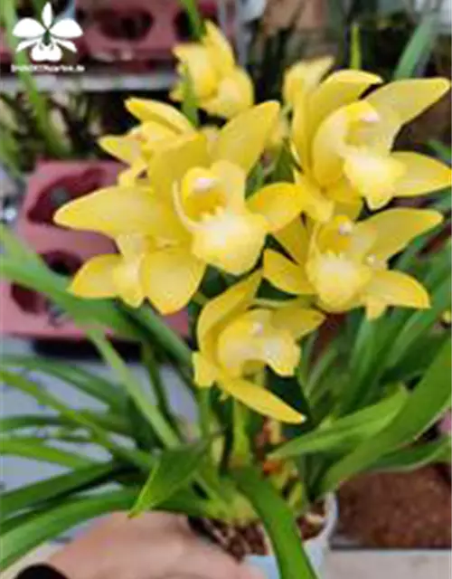 Cymbidium Enzan Delight 'Flourish‘