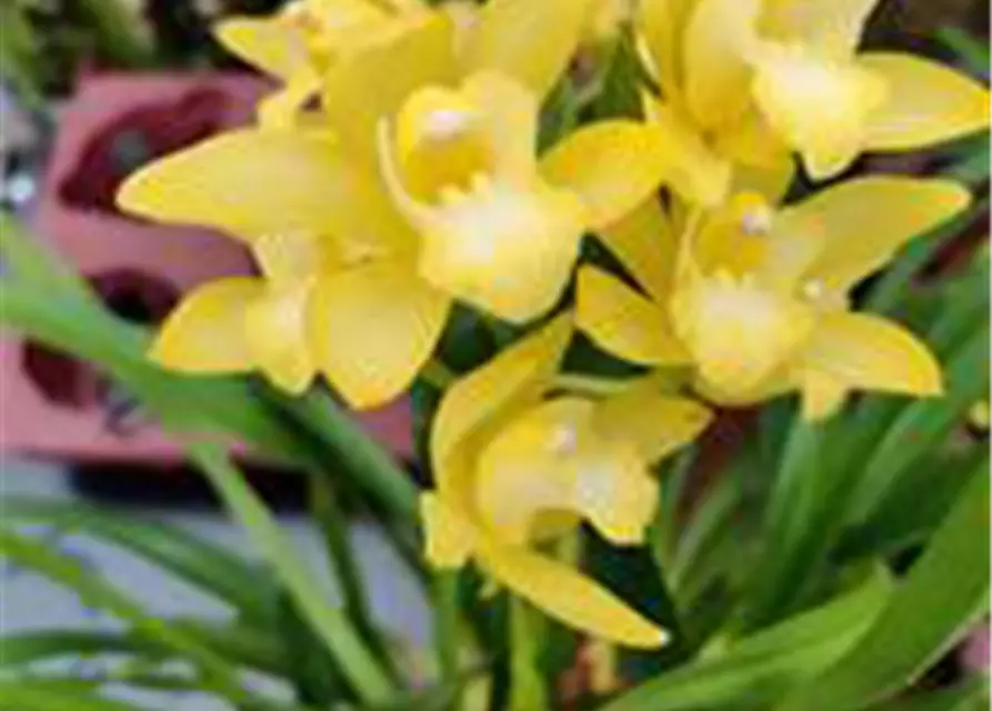 Cymbidium Enzan Delight 'Flourish‘