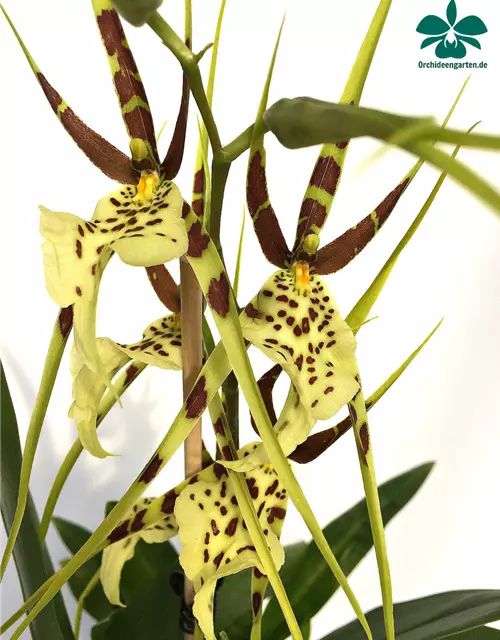 Brassia 'Tosca'