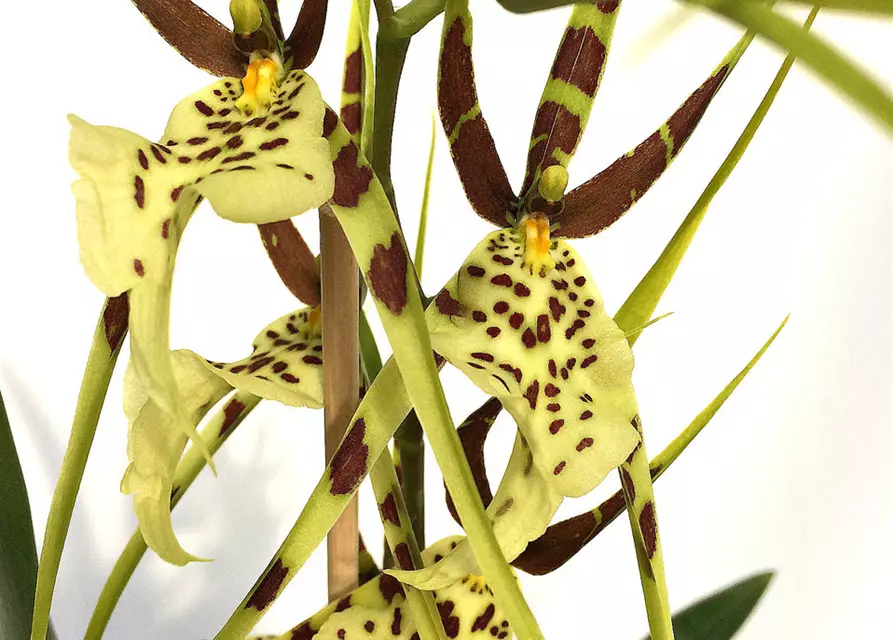 Brassia 'Tosca'