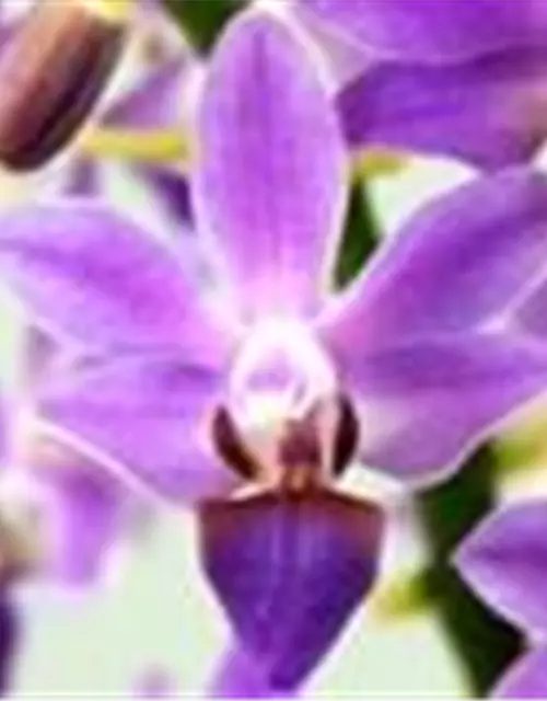 Phalaenopsis Aida Blue Pearl - Jungpflanze