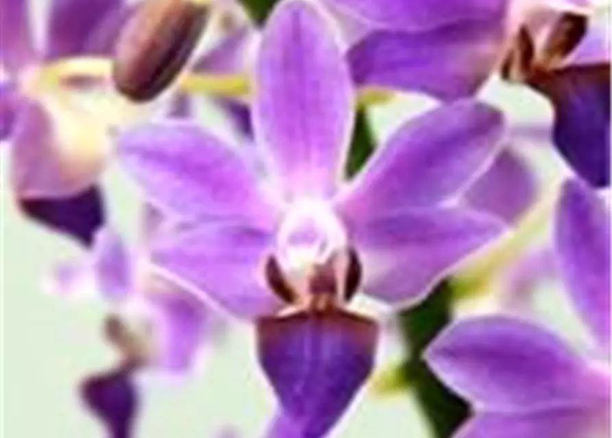 Phalaenopsis Aida Blue Pearl - Jungpflanze