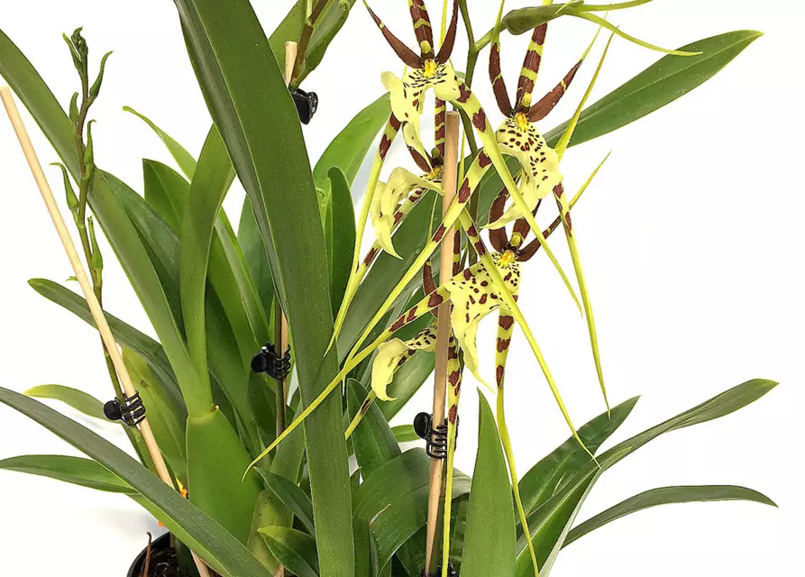 Brassia 'Tosca'