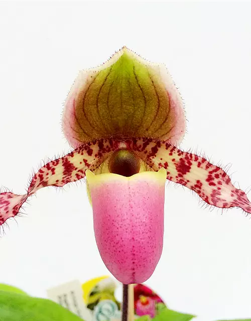 Paphiopedilum Pinocchio